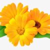 Calendula 25g